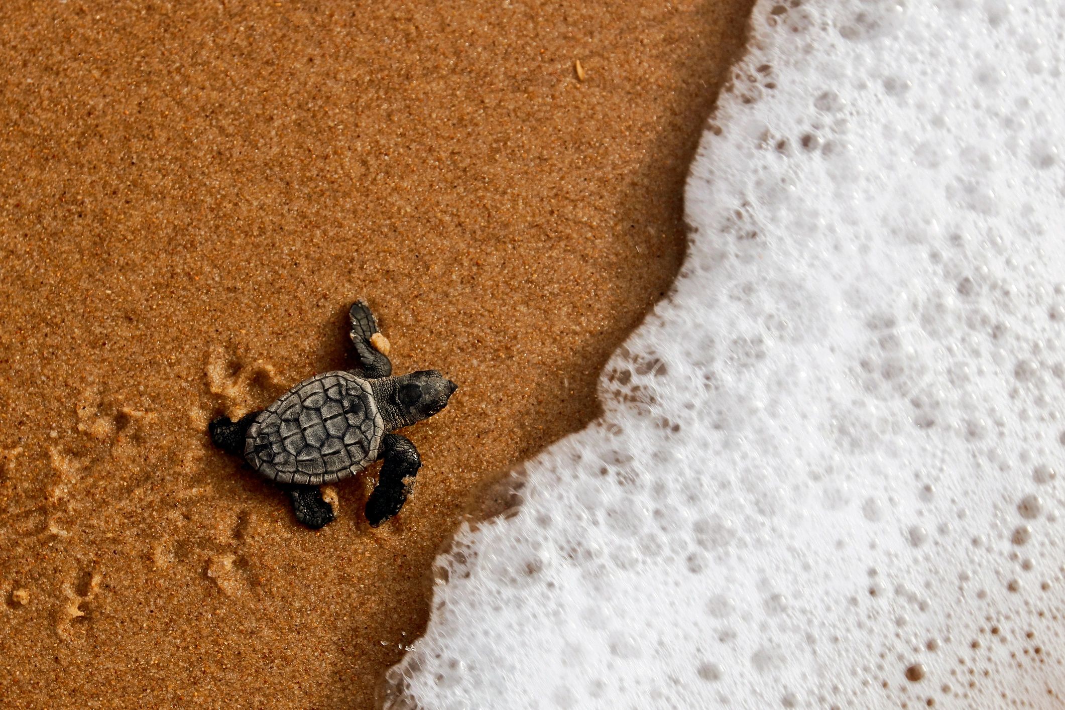Baby sea turtle crawling toward the ocean leaving tracks in the sand