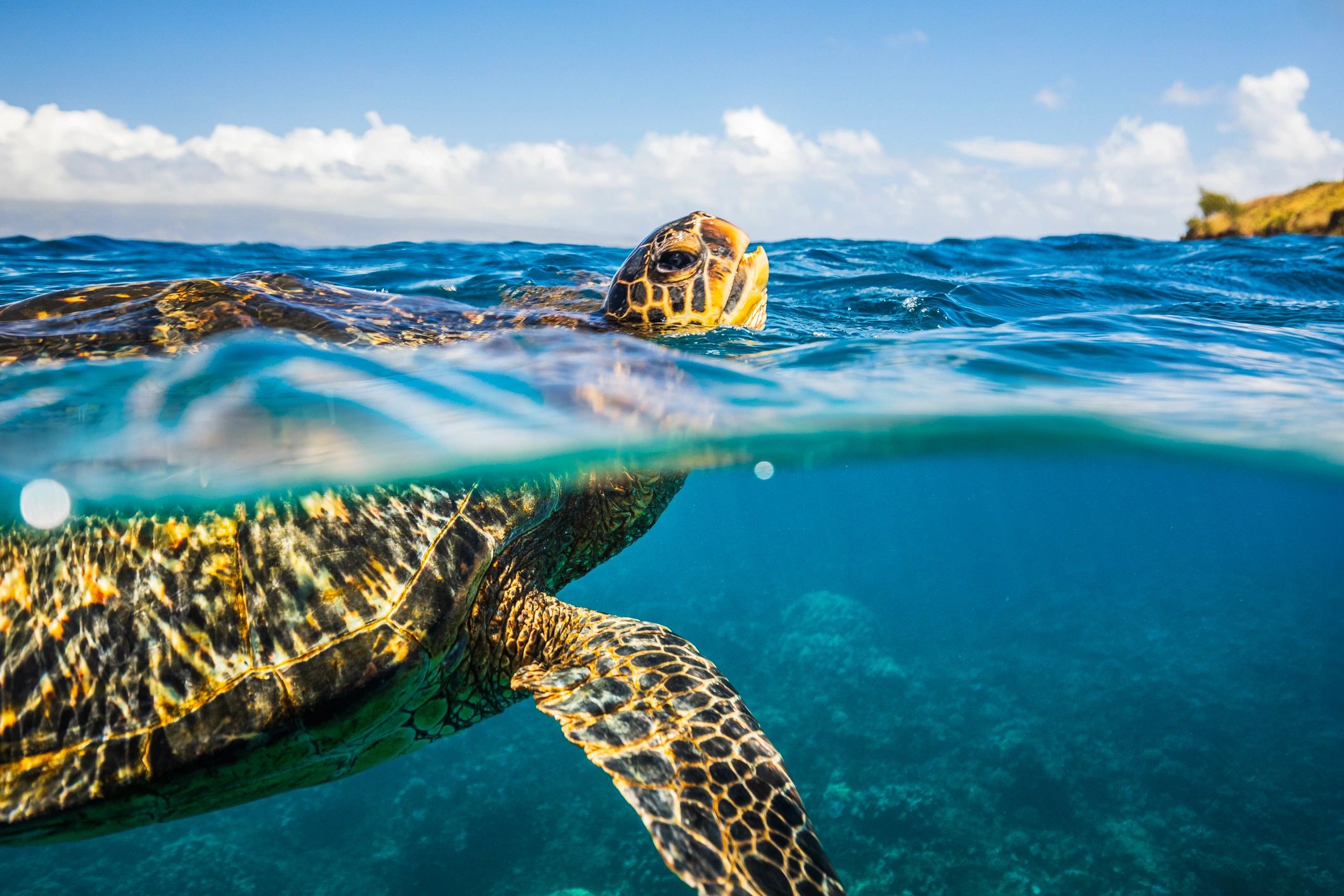 Green sea turtle surfacing in clear ocean water