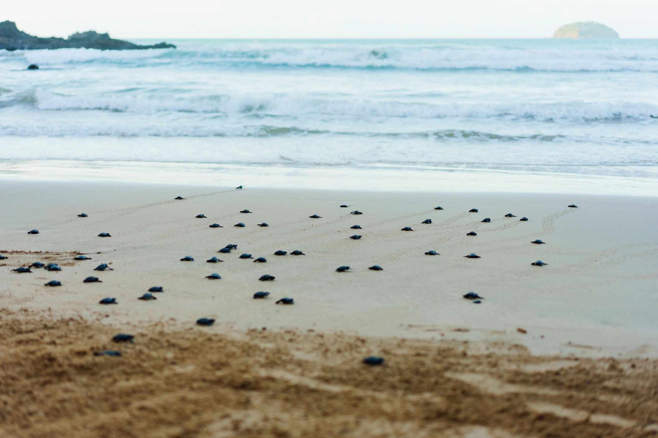 Sea turtle hatchling emerging on sandy beach