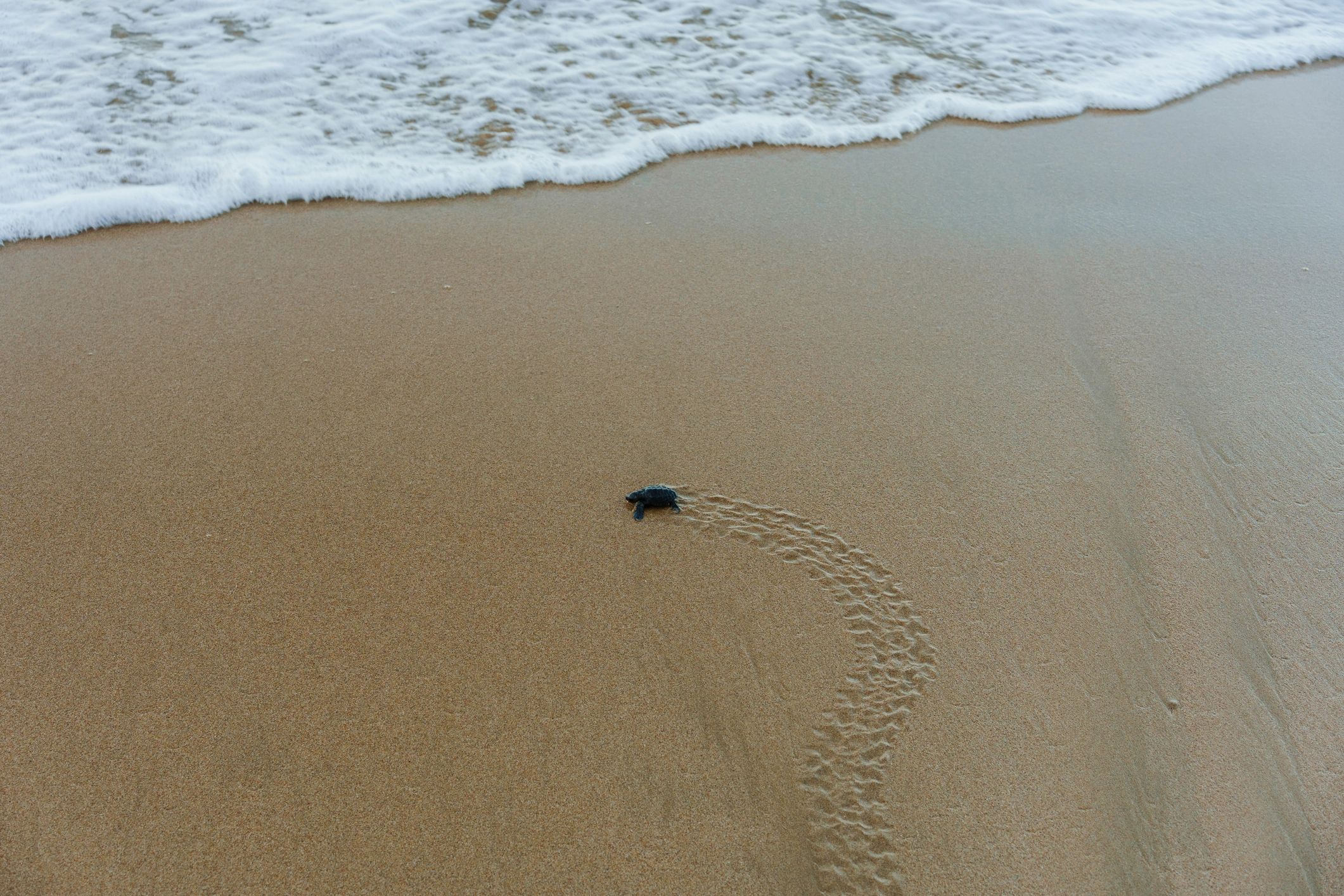 Baby sea turtle on sand near the shoreline