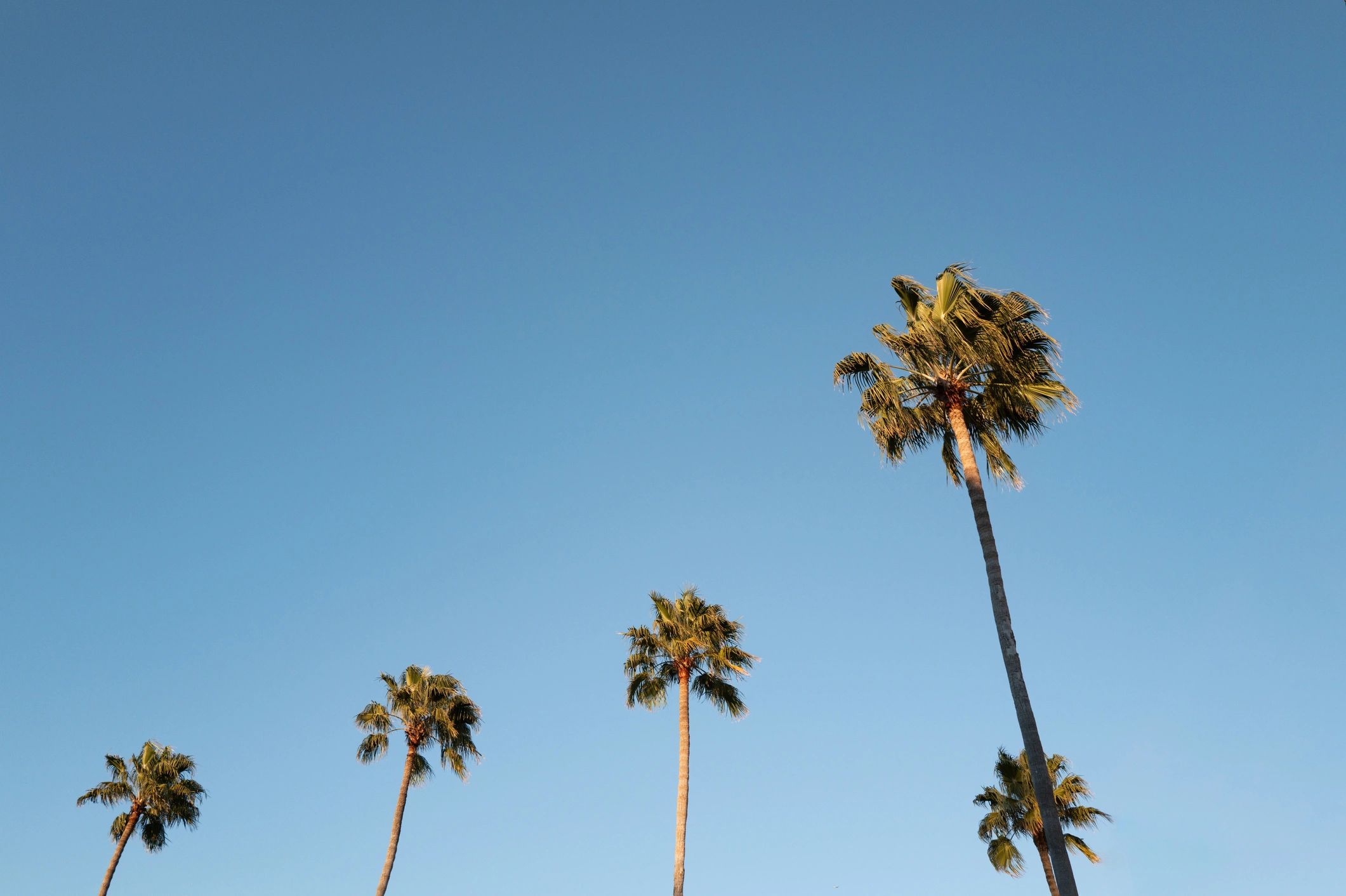 Palm trees against a bright tropical sky